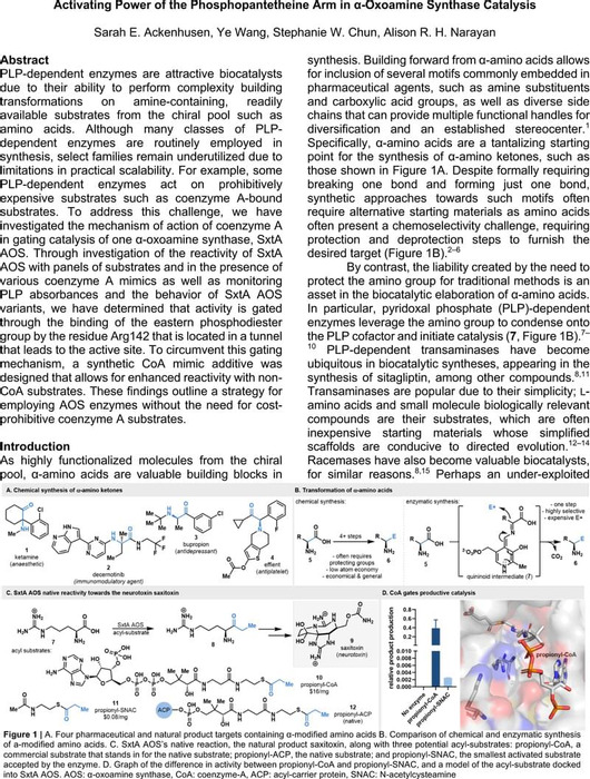 Activating Power of the Phosphopantetheine Arm in α Oxoamine Synthase