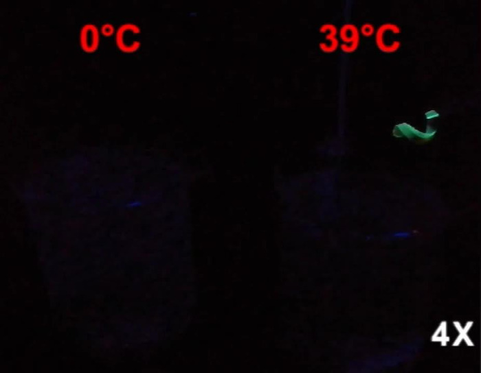Thumbnail image of Movie S3 PCL-TPE coiling-uncoiling UV light.mp4