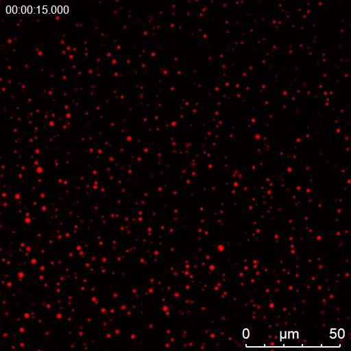 Thumbnail image of Movie S2 Liquid droplets are dispelled by NBDY phosphorylation.mov