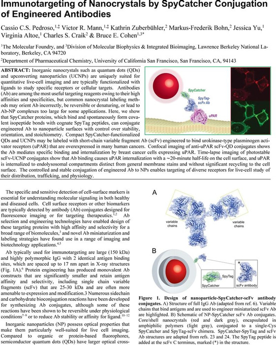 Thumbnail image of Pedroso SpyCatcher Ab Nanoparticles.pdf