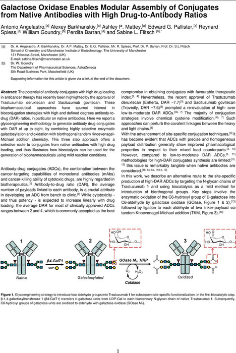 Thumbnail image of Galactose Oxidase Enables Modular Assembly of Conjugates from Native Antibodies with High Drug to Antibody Ratios.pdf