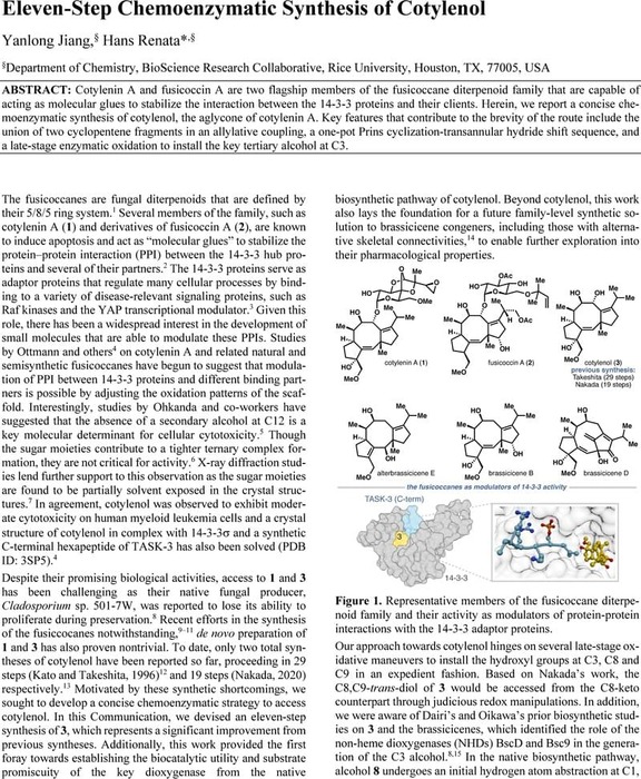 Thumbnail image of Cotylenol ChemRxiv.pdf