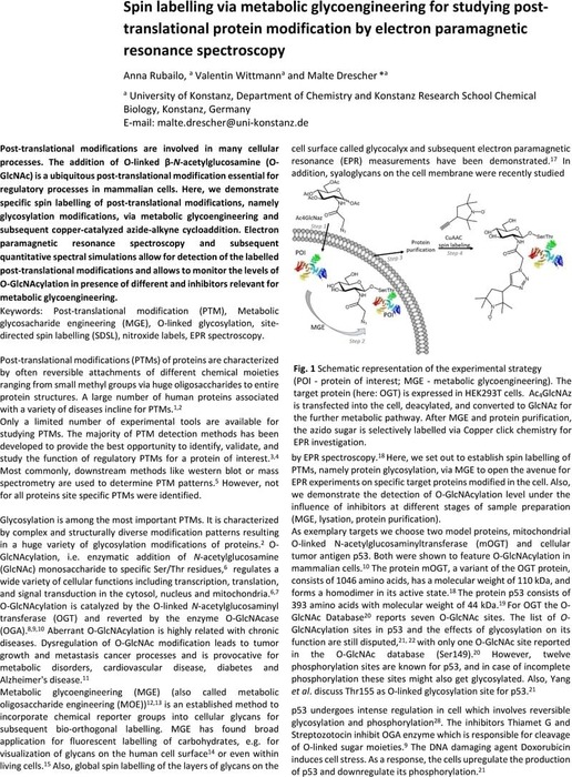 Spin labelling via metabolic glycoengineering for studying post ...